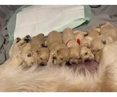 6 Fullblood Golden Retriever puppies - 7