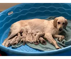 6 Fullblood Golden Retriever puppies - 8