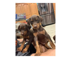 Black and Red Doberman Puppies