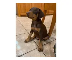 Black and Red Doberman Puppies - 2
