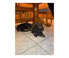 Black and Red Doberman Puppies - 3