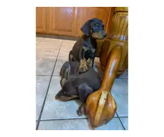 Black and Red Doberman Puppies - 4