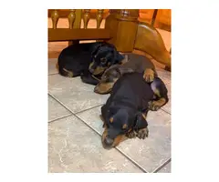 Black and Red Doberman Puppies - 5