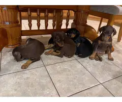 Black and Red Doberman Puppies - 6