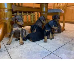 Black and Red Doberman Puppies - 7