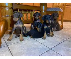 Black and Red Doberman Puppies - 8