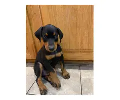 Black and Red Doberman Puppies - 9