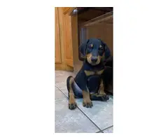 Black and Red Doberman Puppies - 10