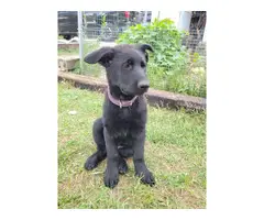 5 German Shepherd Puppies for Sale - 4