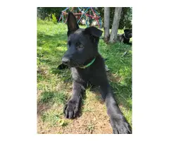 5 German Shepherd Puppies for Sale - 5