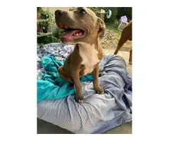 Adorable 4 months old pitbull female puppy
