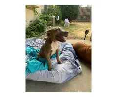 Adorable 4 months old pitbull female puppy - 2
