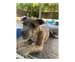 Adorable 4 months old pitbull female puppy - 7
