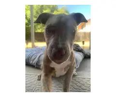 Adorable 4 months old pitbull female puppy - 8