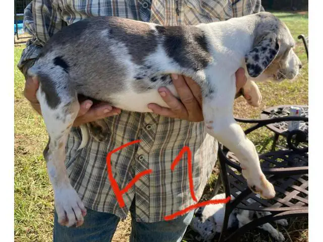 11-week-old Blue leopard catahoula puppies for sale - 1/8