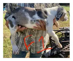11-week-old Blue leopard catahoula puppies for sale - 1