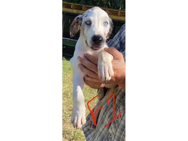 11-week-old Blue leopard catahoula puppies for sale - 2/8