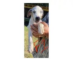 11-week-old Blue leopard catahoula puppies for sale - 2