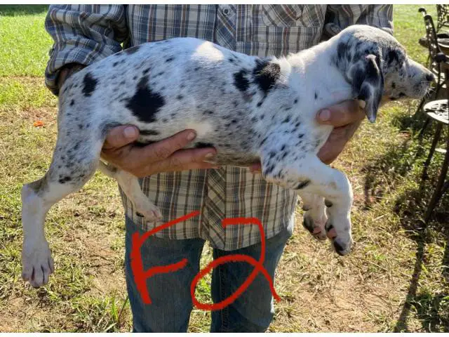 11-week-old Blue leopard catahoula puppies for sale - 3/8
