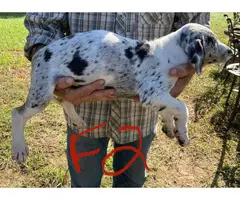 11-week-old Blue leopard catahoula puppies for sale - 3