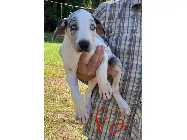11-week-old Blue leopard catahoula puppies for sale - 4/8