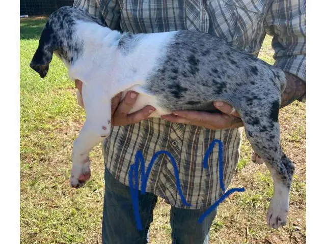 11-week-old Blue leopard catahoula puppies for sale - 5/8