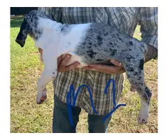 11-week-old Blue leopard catahoula puppies for sale - 5