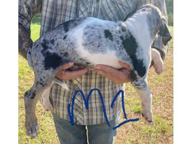 11-week-old Blue leopard catahoula puppies for sale - 6/8