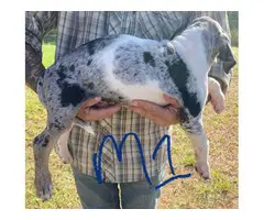 11-week-old Blue leopard catahoula puppies for sale - 6