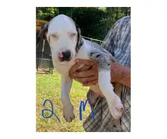 11-week-old Blue leopard catahoula puppies for sale - 7