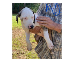 11-week-old Blue leopard catahoula puppies for sale