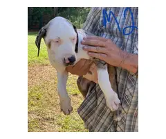 11-week-old Blue leopard catahoula puppies for sale - 8