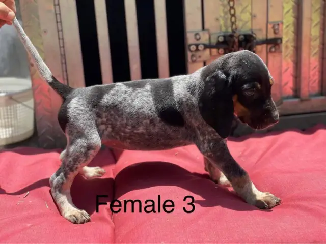 3 Bluetick Coonhound puppies for sale - 1/3