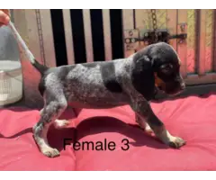3 Bluetick Coonhound puppies for sale