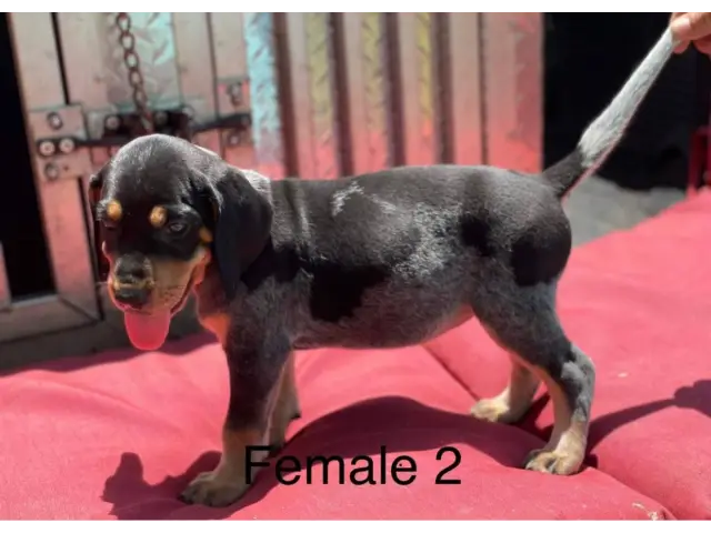 3 Bluetick Coonhound puppies for sale - 2/3