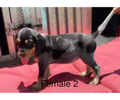 3 Bluetick Coonhound puppies for sale - 2
