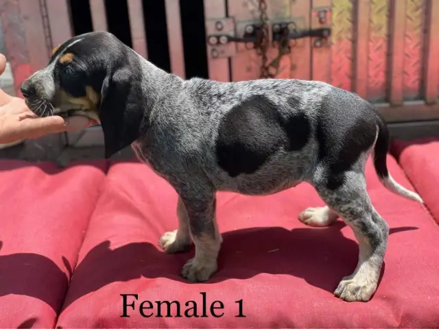 3 Bluetick Coonhound puppies for sale - 3/3