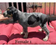 3 Bluetick Coonhound puppies for sale - 3
