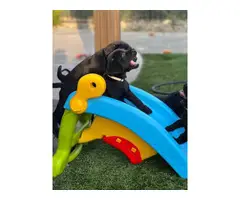 3 Black Lab Puppies for Sale