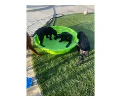 3 Black Lab Puppies for Sale - 4