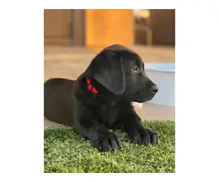 3 Black Lab Puppies for Sale - 6