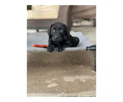 3 Black Lab Puppies for Sale - 8