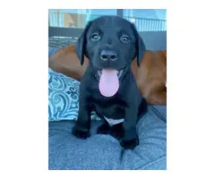 3 Black Lab Puppies for Sale - 9