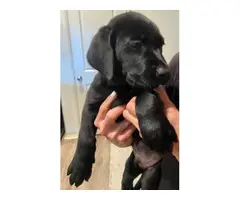 3 Black Lab Puppies for Sale - 10