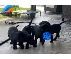 3 Black Lab Puppies for Sale - 11