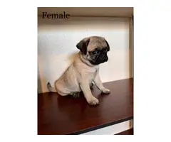 8 weeks old adorable Pug puppies for sale - 2