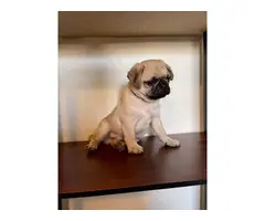8 weeks old adorable Pug puppies for sale - 3