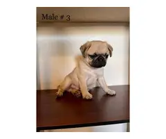 8 weeks old adorable Pug puppies for sale - 4