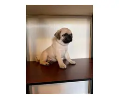 8 weeks old adorable Pug puppies for sale - 5