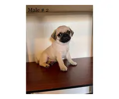 8 weeks old adorable Pug puppies for sale - 6